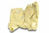 Fossil Pecten and Haustator Cluster - Gironde, France #284911-1